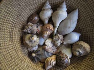 sea-shells