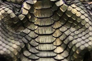 Snakeskin fabric