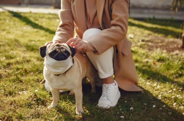 Your Dog Needs Privacy and Safety