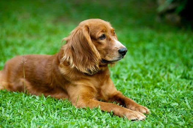 Your Dog is Pregnant