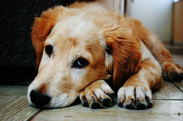 Your Dog is Aging and needs less Interaction