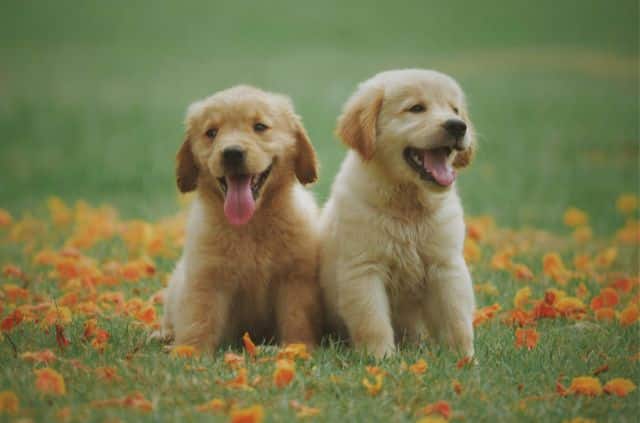 Your Dog has developed a habit