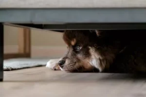 Why Does My Dog Sleep Under My Bed 20 Reasons