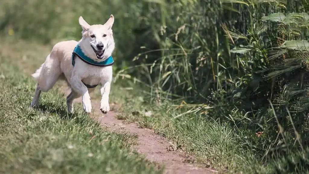 Your Dog is Following Its Pack Instincts