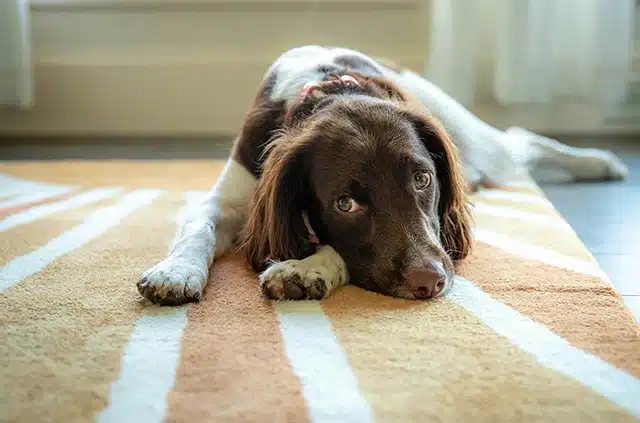 Your dog likes the texture of your carpet
