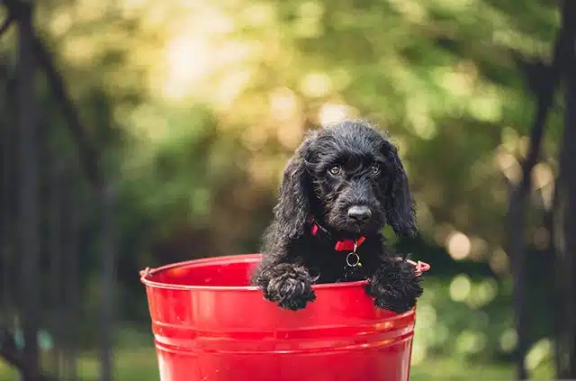 Your dog is being naughty