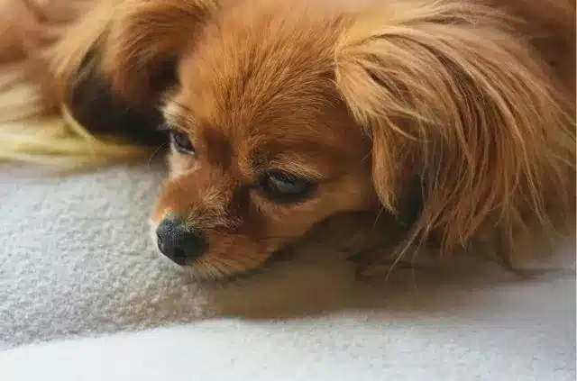 Bored dog
