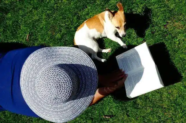 dog-friendly backyard