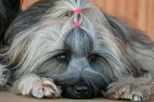 Separation anxiety in dogs