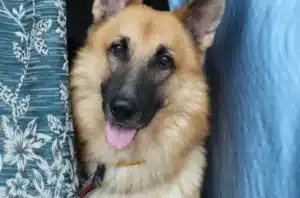 how to train a german shepherd