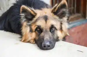do German Shepherds bark a lot