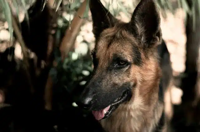working line german shepherd