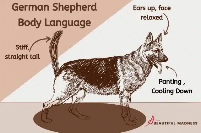 German Shepherd body language