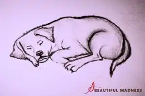 dog sleeping position when sick