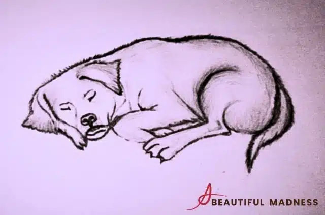dog sleeping position when sick
