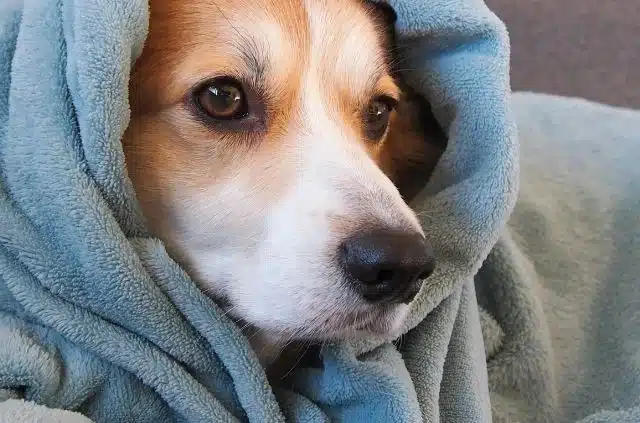 flea and tick dog chews