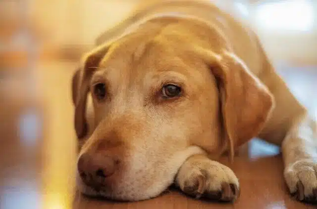 Why do dogs sleep with their eyes open?