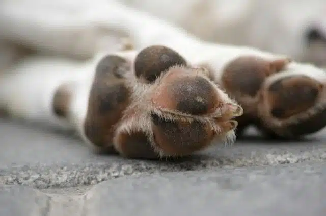 why do dogs smell like Fritos?