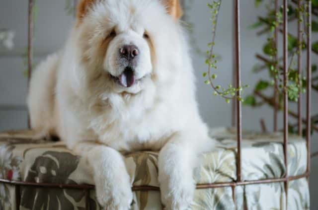 beautiful-chow-chow-dog-breed