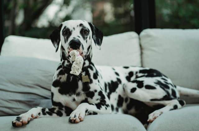 beautiful-dalmatian-dog