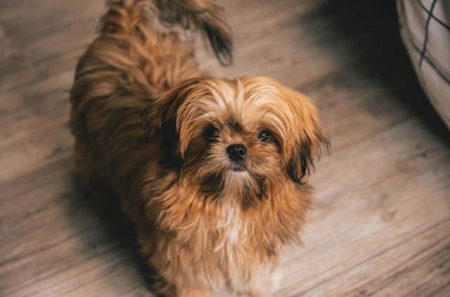 beautiful-shih-tzu-dog