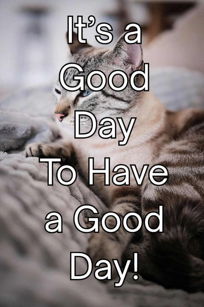 greeting-card-cat-have-nice-day