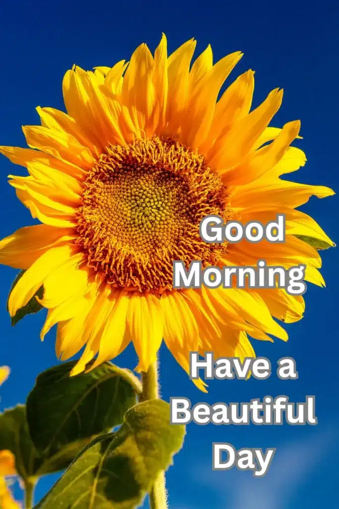 have-a-beautiful-day-snap-with-sunflower