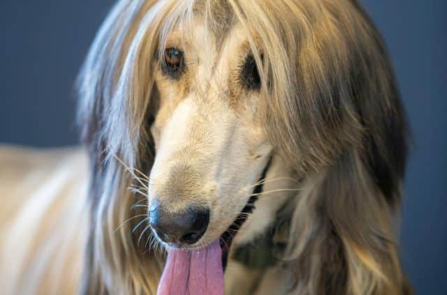 largest-afghan-hound-dog-breeds