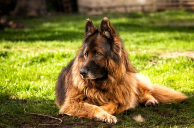 largest-west-german-show -line-german-shepherd-dog-breeds