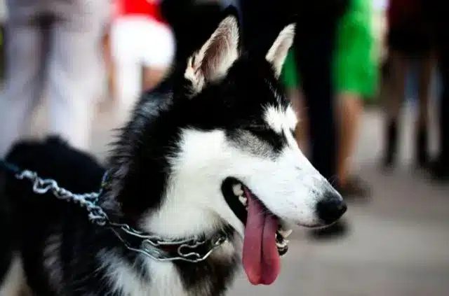 most-beautiful-siberian-husky-dog-breeds