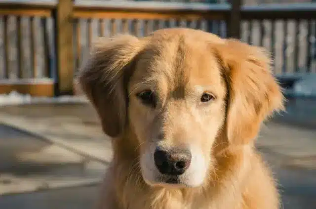 prettiest-golden-retriever-dog-breeds