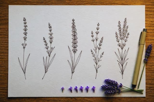 lavender-drawing